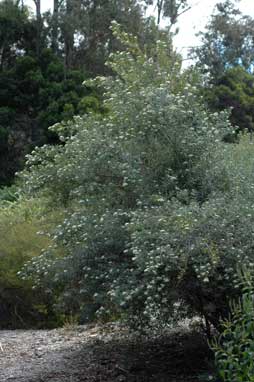 APII jpeg image of Olearia viscidula  © contact APII