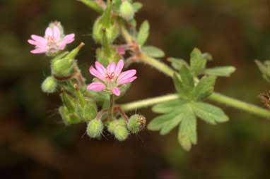 APII jpeg image of Geranium molle  © contact APII