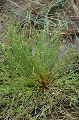 APII jpeg image of Juncus bufonius  © contact APII