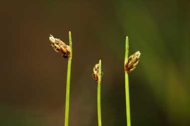 APII jpeg image of Isolepis platycarpa  © contact APII