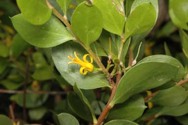 APII jpeg image of Persoonia marginata  © contact APII