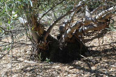 APII jpeg image of Eucalyptus deuaensis  © contact APII