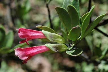 APII jpeg image of Prostanthera porcata  © contact APII