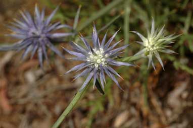 APII jpeg image of Eryngium ovinum  © contact APII