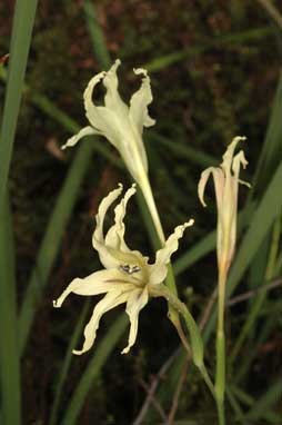 APII jpeg image of Gladiolus undulatus  © contact APII