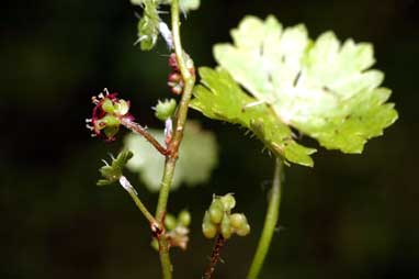 APII jpeg image of Hydrocotyle tripartita  © contact APII