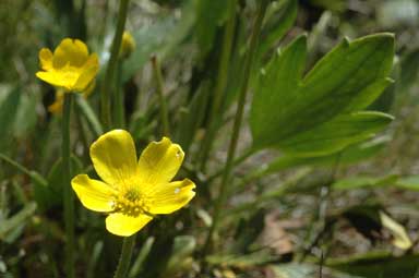 APII jpeg image of Ranunculus victoriensis  © contact APII