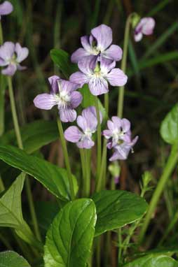 APII jpeg image of Viola betonicifolia subsp. betonicifolia  © contact APII