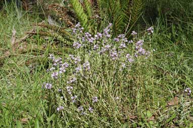 APII jpeg image of Euphrasia crassiuscula subsp. crassiuscula  © contact APII