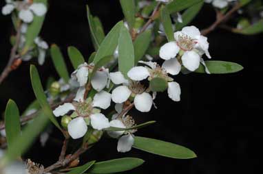 APII jpeg image of Leptospermum subglabratum  © contact APII