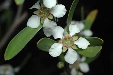 APII jpeg image of Leptospermum subglabratum  © contact APII