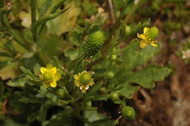 APII jpeg image of Ranunculus sceleratus  © contact APII