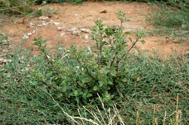 APII jpeg image of Chenopodium murale  © contact APII