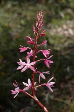 APII jpeg image of Dipodium punctatum  © contact APII