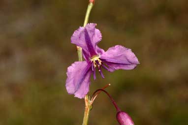 APII jpeg image of Arthropodium fimbriatum  © contact APII