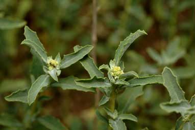 APII jpeg image of Atriplex semibaccata  © contact APII