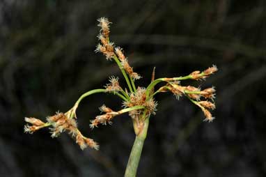 APII jpeg image of Schoenoplectus tabernaemontani  © contact APII