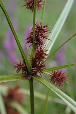 APII jpeg image of Cyperus lucidus  © contact APII