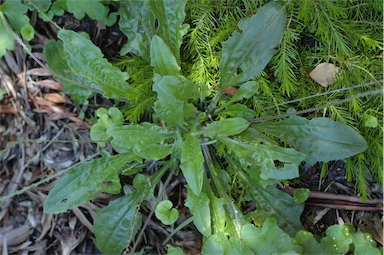 APII jpeg image of Plantago debilis  © contact APII