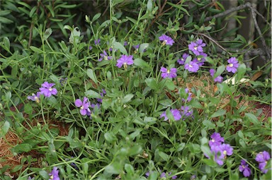 APII jpeg image of Scaevola calliptera  © contact APII