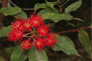 APII jpeg image of Corymbia ficifolia 'Wildfire'  © contact APII