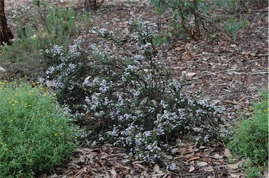 APII jpeg image of Olearia ramulosa var. stricta  © contact APII