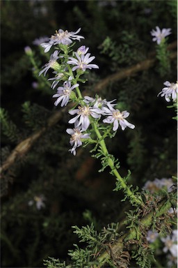 APII jpeg image of Olearia ramulosa  © contact APII