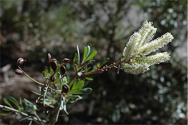 APII jpeg image of Grevillea polybotrya  © contact APII