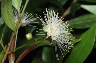 APII jpeg image of Syzygium paniculatum 'Lillyput'  © contact APII