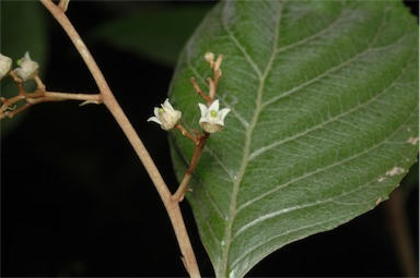 APII jpeg image of Argophyllum lejourdanii  © contact APII