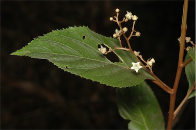 APII jpeg image of Argophyllum lejourdanii  © contact APII