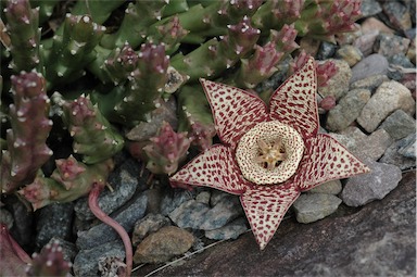 APII jpeg image of Orbea variegata  © contact APII