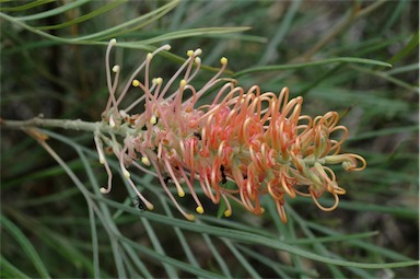 APII jpeg image of Grevillea 'Just Peachy'  © contact APII