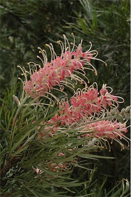 APII jpeg image of Grevillea 'Majestic'  © contact APII