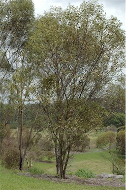 APII jpeg image of Eucalyptus valens  © contact APII