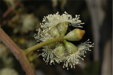 APII jpeg image of Corymbia peltata  © contact APII