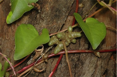 APII jpeg image of Anredera cordifolia  © contact APII