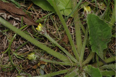 APII jpeg image of Cymbonotus preissianus  © contact APII