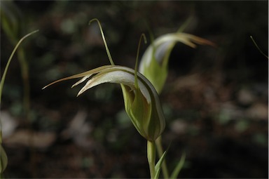 APII jpeg image of Diplodium revolutum  © contact APII