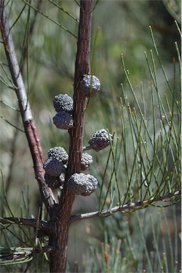 APII jpeg image of Allocasuarina diminuta subsp. diminuta  © contact APII