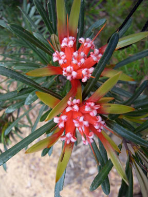 APII jpeg image of Lambertia formosa  © contact APII