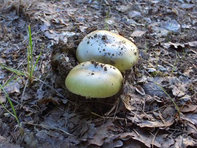 APII jpeg image of Amanita phalloides  © contact APII