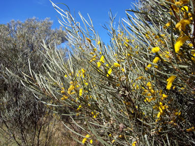 APII jpeg image of Acacia brachystachya  © contact APII