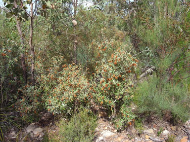 APII jpeg image of Grevillea floribunda subsp. floribunda  © contact APII