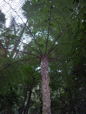 APII jpeg image of Cyathea leichhardtiana  © contact APII