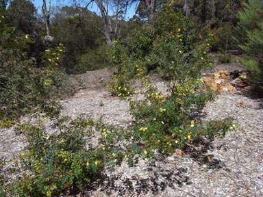 APII jpeg image of Grevillea flexuosa  © contact APII