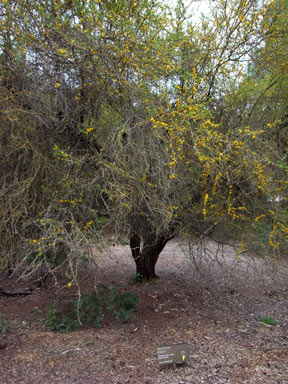 APII jpeg image of Vachellia caven  © contact APII