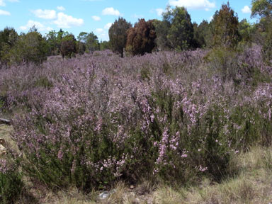 APII jpeg image of Kunzea parvifolia  © contact APII