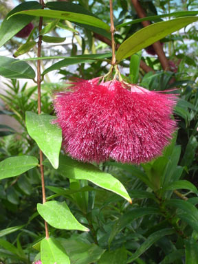 APII jpeg image of Syzygium wilsonii subsp. wilsonii  © contact APII