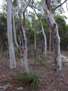 APII jpeg image of Xanthorrhoea concava  © contact APII